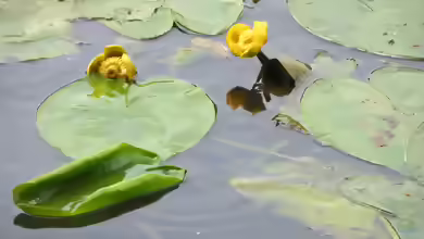 Nuphar lutea im Gartenteich