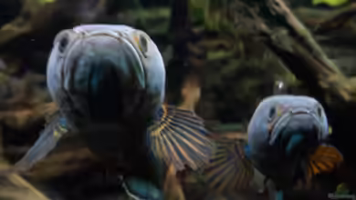 NUR NOCH  BEISPIEL von K.S.