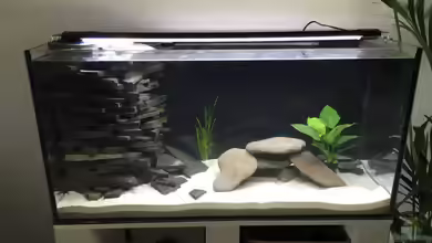 (Nur noch Beispiel) Malawi-Riff  31559 von stroelly