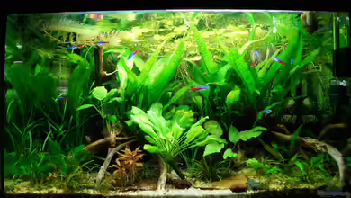 Nur noch Beispiel von Liquid