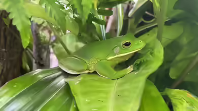 Nyctimystes - Faszinierende Baumfrösche im Terrarium