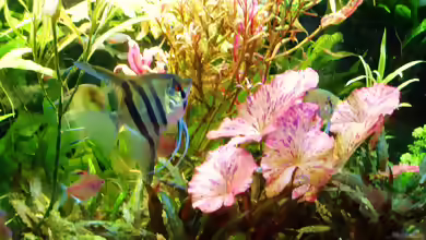 Nymphaea lotus im Aquarium