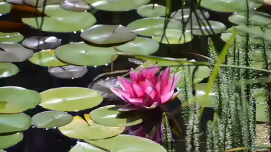 Nymphaea Princess Elizabeth im Gartenteich