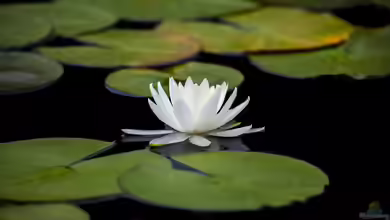 Nymphaea pygmaea im Garten pflanzen