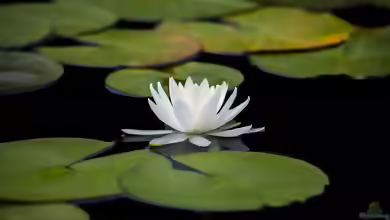 Nymphaea tetragona im Gartenteich pflegen