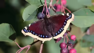 Nymphalis antiopa im Garten