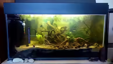Nymphoides aquatica im Aquarium pflanzen