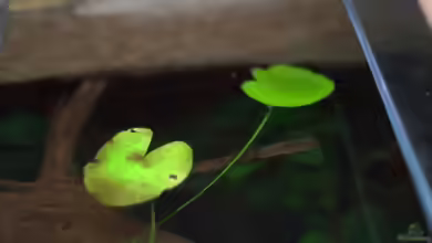 Nymphoides ezannoi im Aquarium