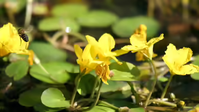 Nymphoides peltata am Gartenteich