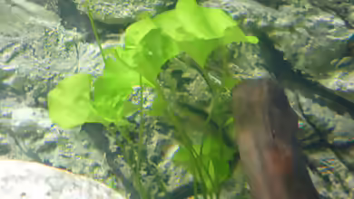 Nymphoides spec. Taiwan im Aquarium