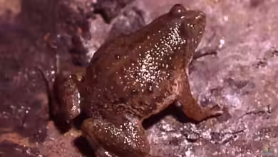 Occidozyga lima im Aquarium halten