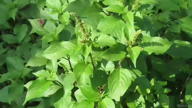 Ocimum americanum am Gartenteich