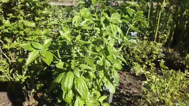 Ocimum basilicum am Gartenteich