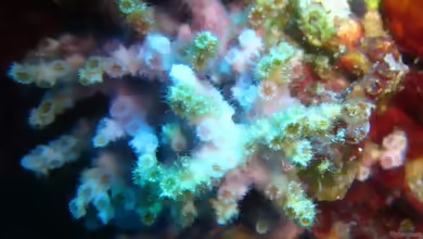 Oculina diffusa im Aquarium halten