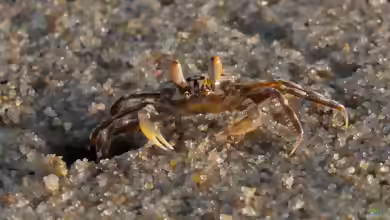Ocypode brevicornis im Aquaterrarium halten