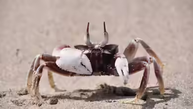 Ocypode ceratophthalmus im Aquaterrarium halten