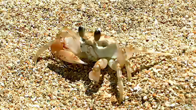 Ocypode cordimana im Aquaterrarium halten
