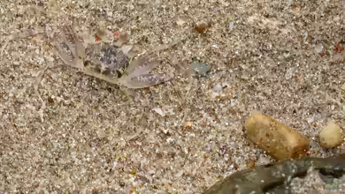 Ocypode pallidula im Aquaterrarium halten