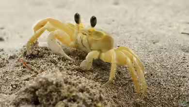 Ocypode quadrata im Aquaterrarium halten