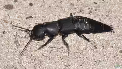 Ocypus olens im Garten