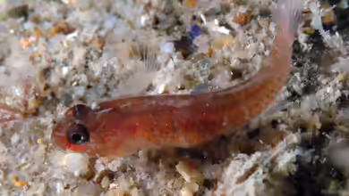 Odondebuenia balearica im Aquarium halten