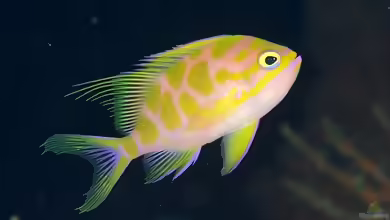 Odontanthias borbonius im Aquarium halten
