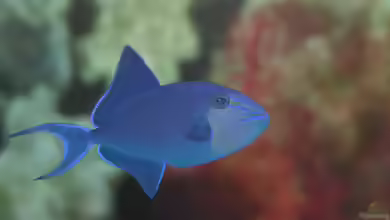 Odonus niger im Aquarium halten