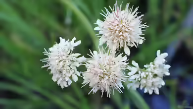 Oenanthe fistulosa am Gartenteich