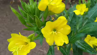 Oenothera biennis im Garten pflanzen