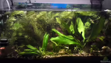 Offenes Gesellschaftsbecken LED Beleuchtung von Aquamaster