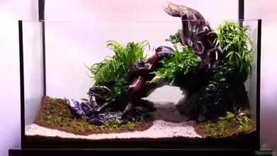 Old friend von Bjarke