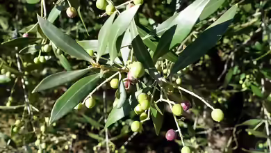 Olea europaea am Gartenteich pflanzen