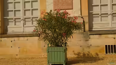 Oleander richtig überwintern - Tipps und Strategien für gesunde Pflanzen