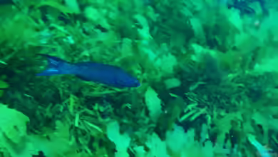 Olisthops cyanomelas im Aquarium halten
