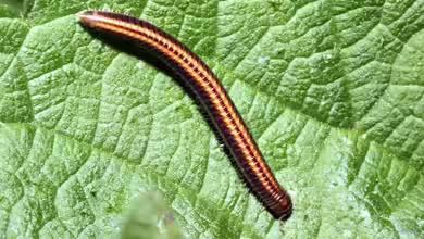 Ommatoiulus sabulosus im Garten