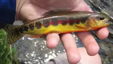 Oncorhynchus aguabonita im Gartenteich halten