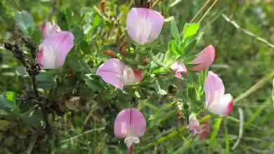 Ononis repens im Garten pflanzen