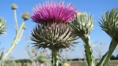 Onopordum acanthium im Garten pflanzen