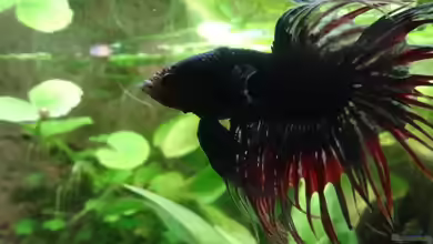 Oogie Boogie's Paradies von Große-Blubbel-Kleine-Blubbel