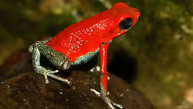 Oophaga granulifera im Terrarium halten