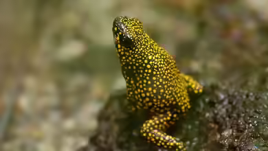 Oophaga histrionica im Terrarium halten