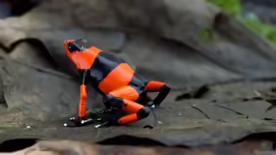 Oophaga lehmanni im Terrarium halten