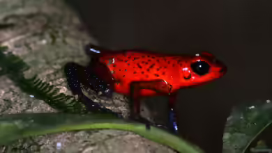 Oophaga pumilio im Terrarium halten