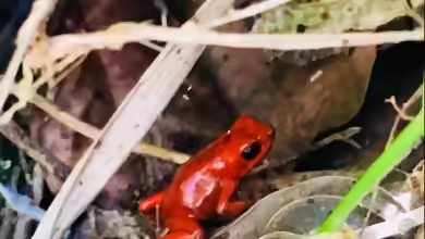 Oophaga speciosa im Terrarium halten