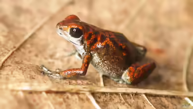 Oophaga vicentei im Terrarium halten