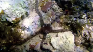 Ophioderma cinereaa im Aquarium halten
