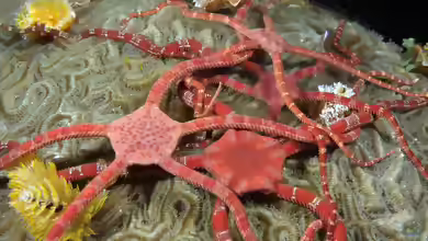 Ophioderma rubicunda im Aquarium halten