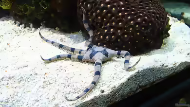 Ophiolepis superba im Aquarium halten