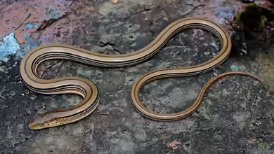 Ophisaurus attenuatus im Terrarium halten