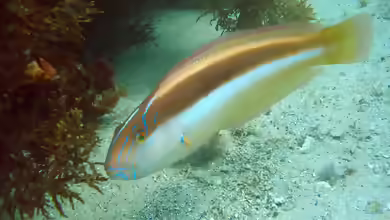 Ophthalmolepis lineolata im Aquarium halten